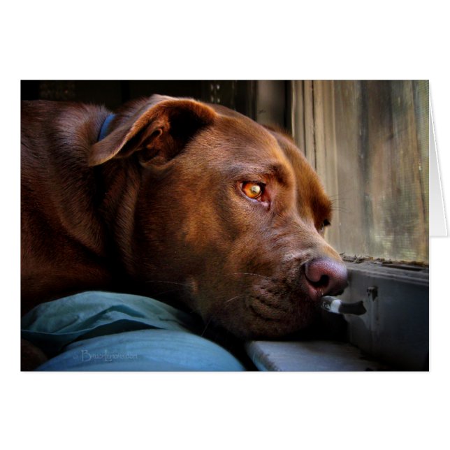 Chocolate Lab Pit Puppy Window Watching (Front Horizontal)