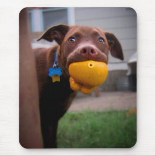 Chocolate Lab Pit Puppy with Ball Mouse Mat