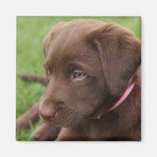 Chocolate Lab Pup Magnet