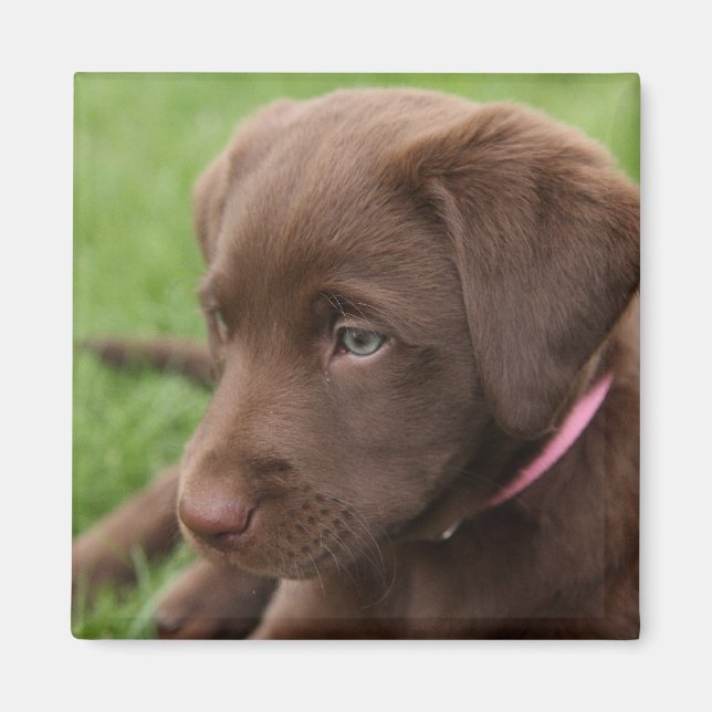 Chocolate Lab Pup Magnet (Front)