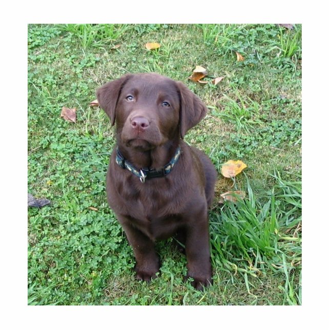 chocolate lab pup.png photo sculpture key ring (Front)
