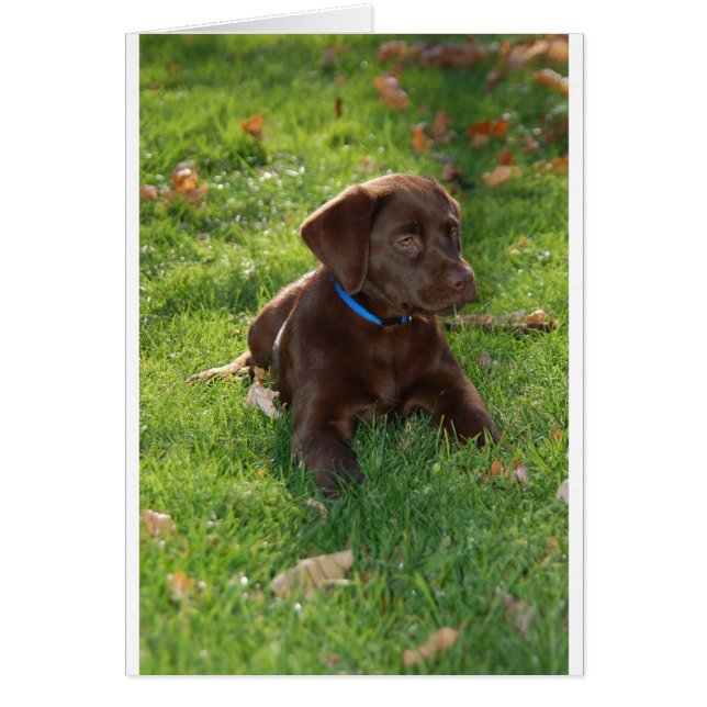 Chocolate Lab Puppy (Front)