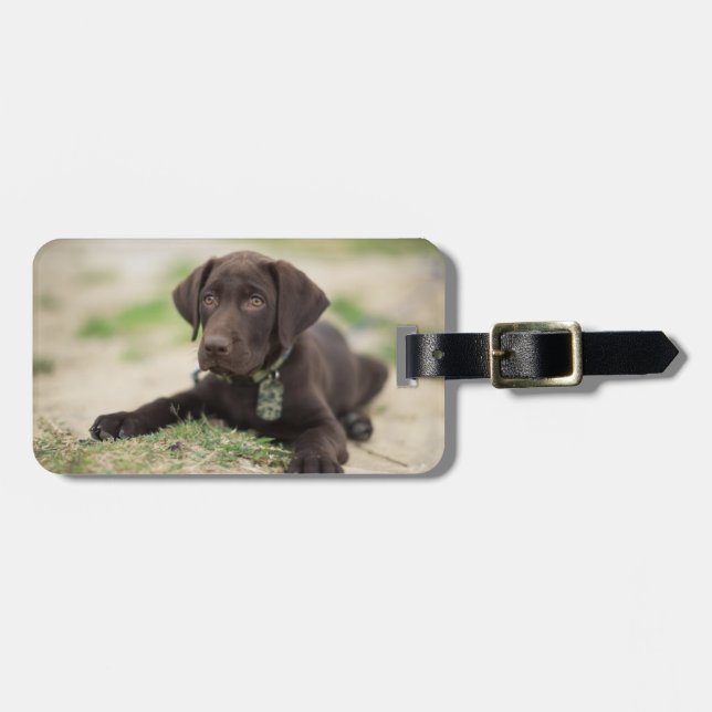 Chocolate Lab Puppy Luggage Tag (Front Horizontal)