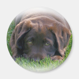 Chocolate Lab Puppy Magnet