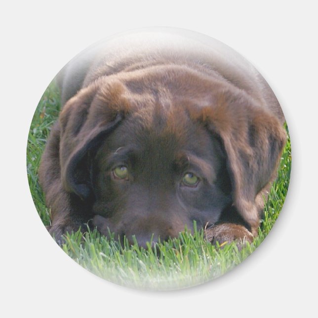 Chocolate Lab Puppy Magnet (Front)