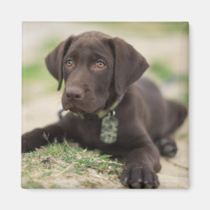 Chocolate Lab Puppy Magnet