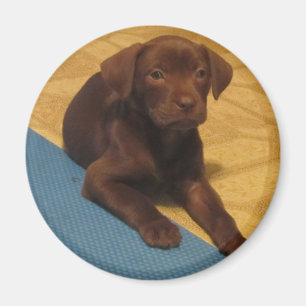Chocolate Lab Puppy Magnet