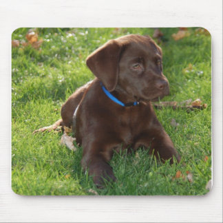 Chocolate Lab Puppy Mouse Mat