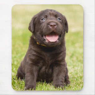 Chocolate Lab Puppy Mouse Mat