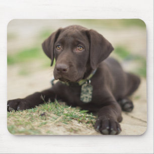 Chocolate Lab Puppy Mouse Mat