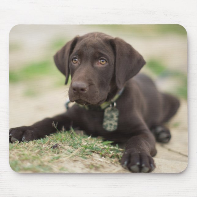 Chocolate Lab Puppy Mouse Mat (Front)