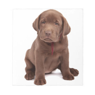 Chocolate Lab Puppy Notepad