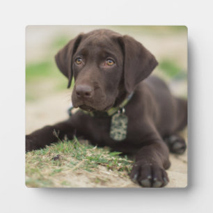Chocolate Lab Puppy Plaque