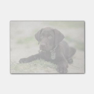 Chocolate Lab Puppy Post-it Notes