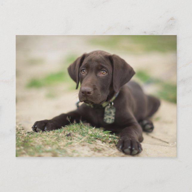 Chocolate Lab Puppy Postcard (Front)