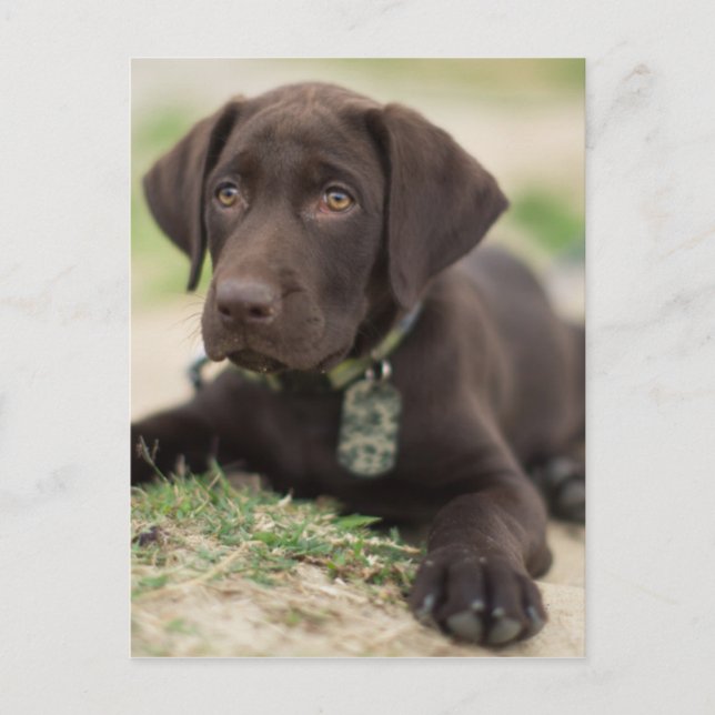 Chocolate Lab Puppy Postcard (Front)