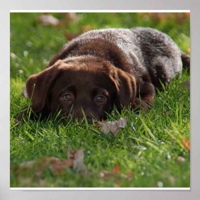 Chocolate Lab Puppy Print (Front)