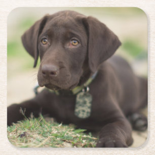 Chocolate Lab Puppy Square Paper Coaster