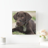 Chocolate Lab Puppy Square Wall Clock (Home)