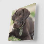 Chocolate Lab Puppy Square Wall Clock (Angle)