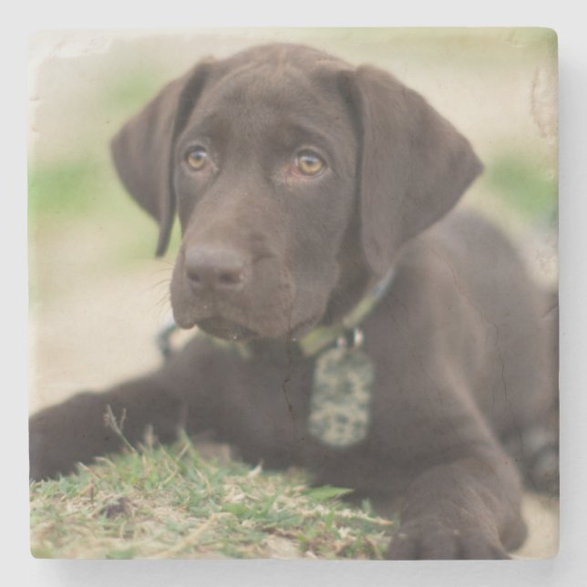 Chocolate Lab Puppy Stone Coaster (Front)