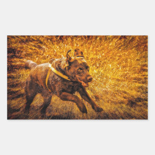 Chocolate Lab Running Orange Burst Rectangular Sticker