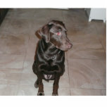 Chocolate lab! standing photo sculpture<br><div class="desc">i love my puppy!</div>