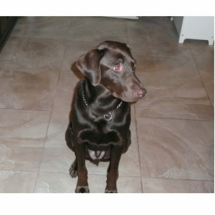 Chocolate lab! standing photo sculpture