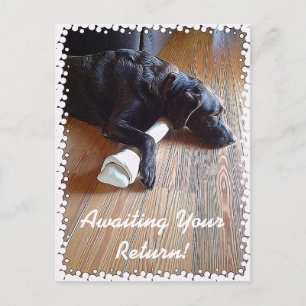Chocolate Lab With Bone Photograph Postcard