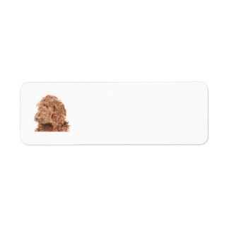 Chocolate Labradoodle