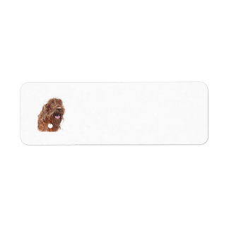Chocolate Labradoodle