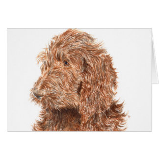 Chocolate Labradoodle