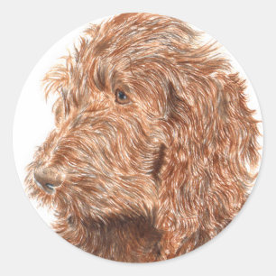 Chocolate Labradoodle #2 Round Stickers