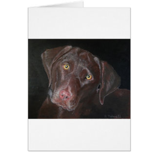 Chocolate Labrador