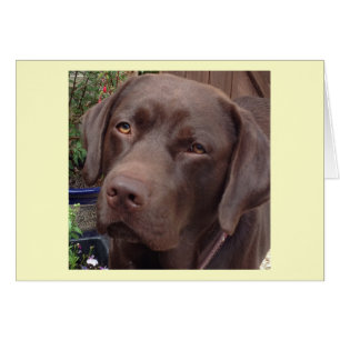 chocolate labrador