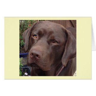 chocolate labrador