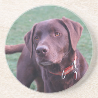 Chocolate Labrador coaster