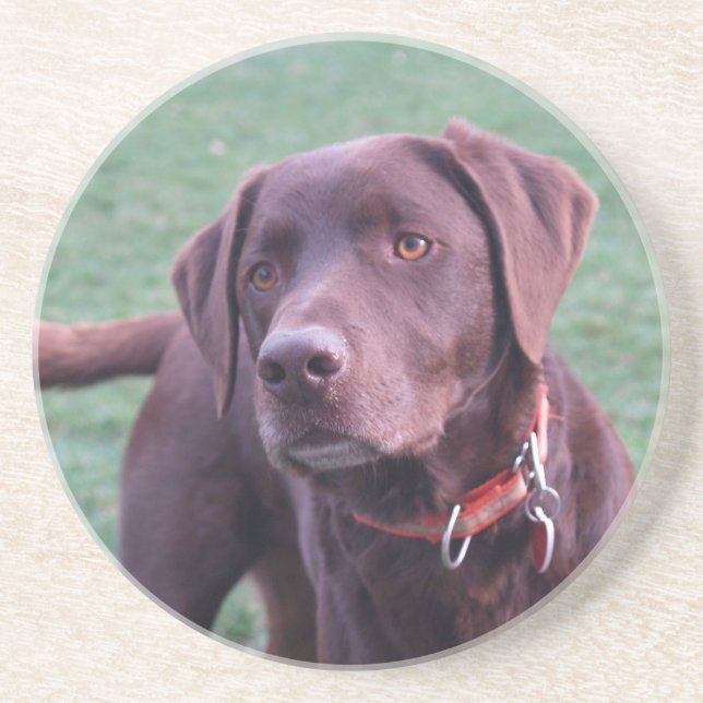 Chocolate Labrador coaster (Front)