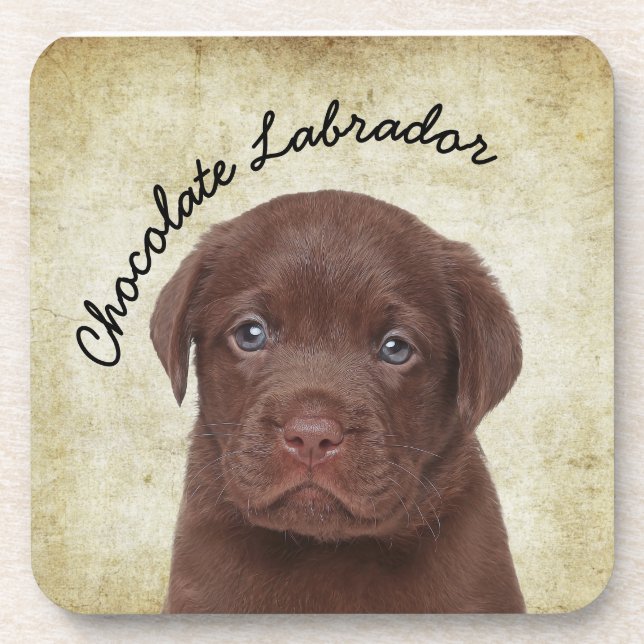 Chocolate Labrador Coaster (Front)