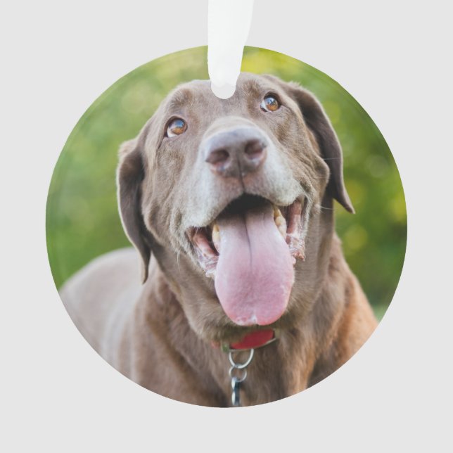 Chocolate Labrador Dog Ornament (Front)