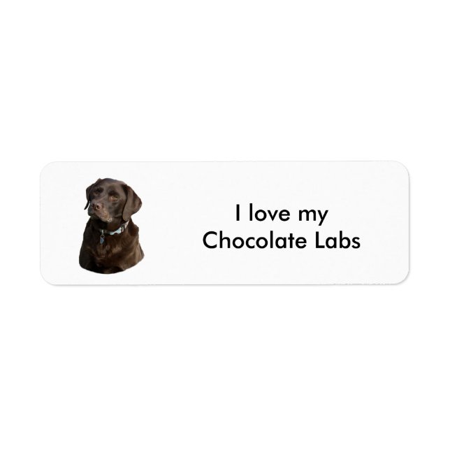 Chocolate Labrador dog photo portrait (Front)