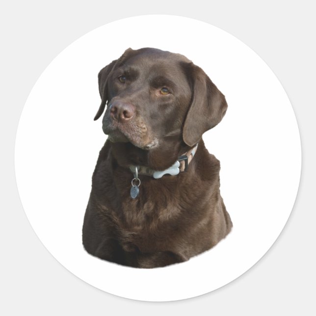 Chocolate Labrador dog photo portrait Classic Round Sticker (Front)