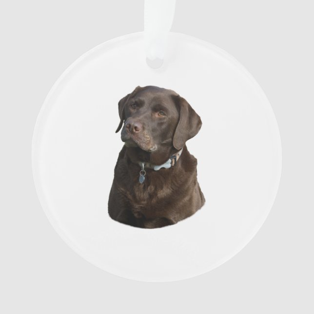 Chocolate Labrador dog photo portrait Ornament (Front)