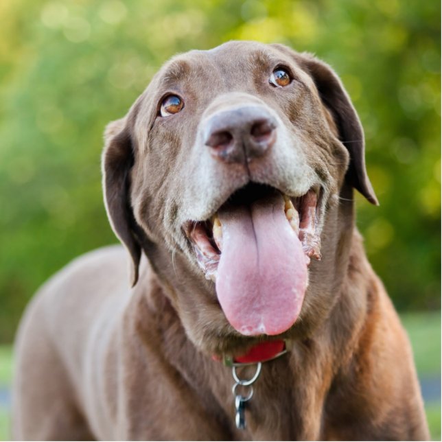 Chocolate Labrador Dog Standing Photo Sculpture (Front)