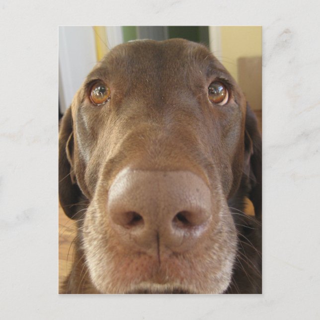 chocolate labrador face postcard (Front)
