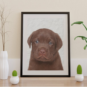 Chocolate Labrador Glossy Poster
