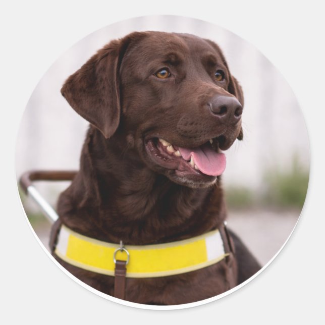 Chocolate Labrador Guide Dog Graduation  Classic Round Sticker (Front)