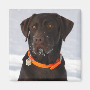 Chocolate Labrador Magnet