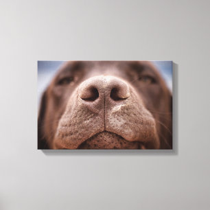 Chocolate Labrador Nose Closeup Canvas Print