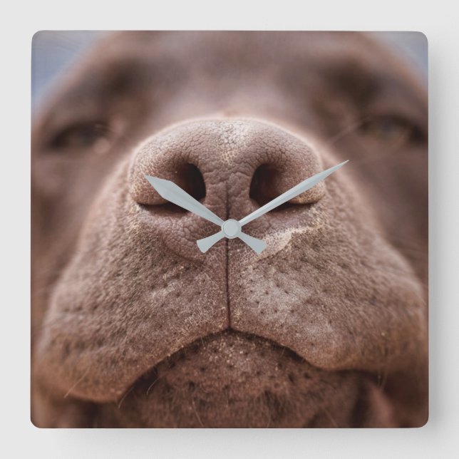 Chocolate Labrador Nose Closeup Square Wall Clock (Front)